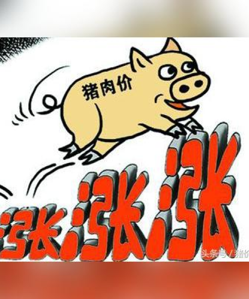 今日猪价上涨揭秘，原因、趋势与影响深度解析