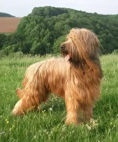 犬类智商大解密，全球狗品种智慧排名一览