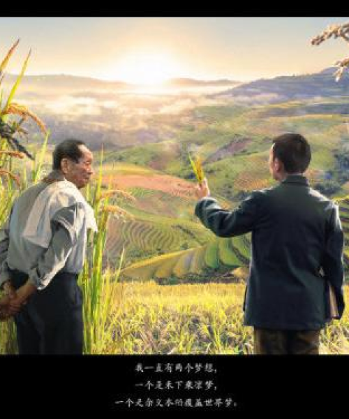 全球水稻价格排名揭秘，影响因素大盘点