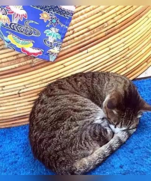 猫儿地图最新攻略，探索未知领域的全面指南