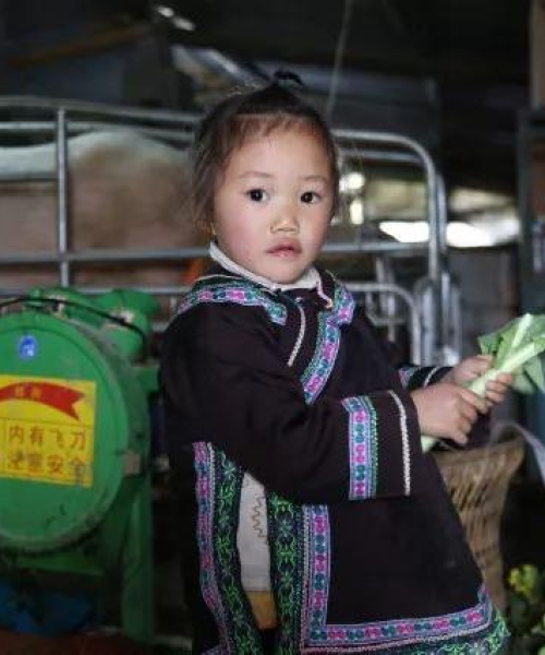 冒险养猪阵容攻略，轻松养猪致富的秘籍大揭秘！