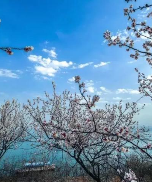 河南洛阳十大旅游景点榜单揭晓，千年古都的璀璨明珠等你来探寻