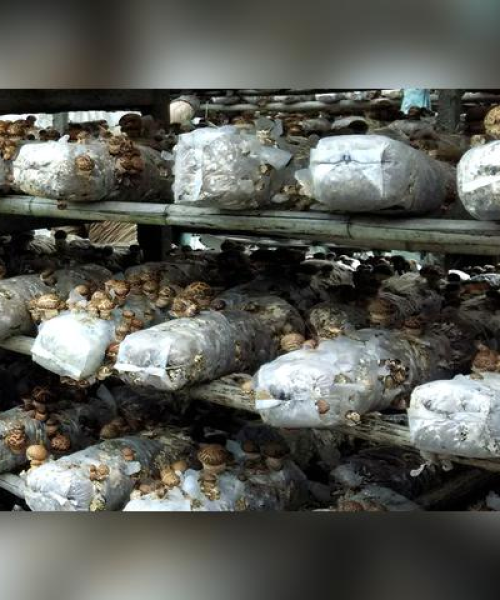 香菇一级菌种配方最新研究揭秘，专业探讨与配方更新