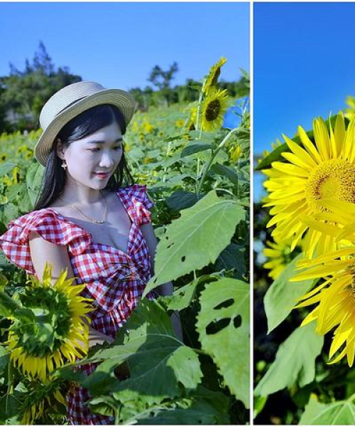 翔安香山公园探索自然之美，悠闲时光旅游攻略