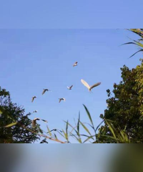 天天好歌，最新视频下载与音乐享受，一键安装体验便捷服务