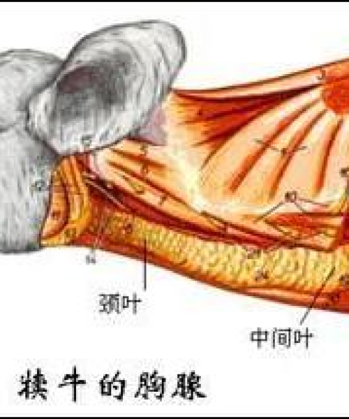 揭秘小分子活性肽，健康新选择，百度权威解读