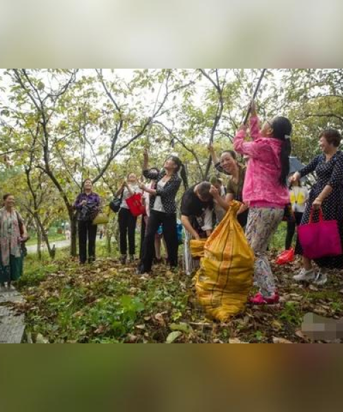 麻城旅游攻略大全，探索魅力城市，尽享美食之旅