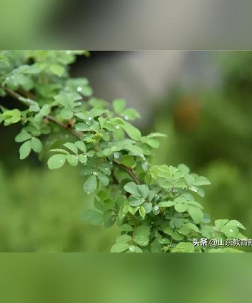 百度收录推荐，春雨细语中的诗意描绘，美不胜收