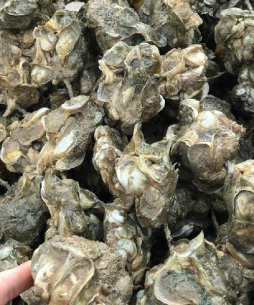 越南牡蛎原料最新价格表及深度解析
