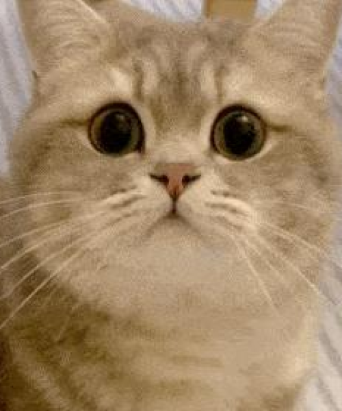 猫语励志，猫之精神，激发无限人之力量