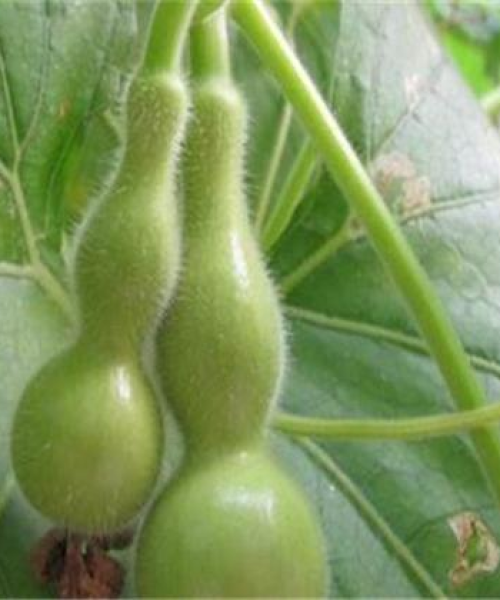 揭秘葫芦种植与养护管理秘籍，百度优化策略助你轻松提升成效！