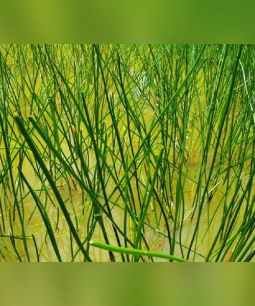 最新马蹄荸荠出售信息与价格概览，全面更新，不容错过