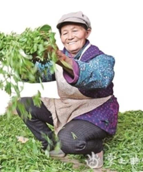 世外茶园探秘，深度旅游攻略，带你领略神秘茶境之旅