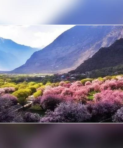 百度搜索之旅揭秘，遇见桃花盛开的文化宝藏作文