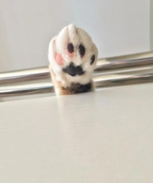 双拼猫咪阵容攻略大全，最新指南与战术深度解析