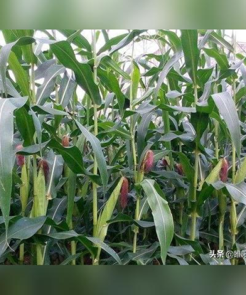 商水最新生育津贴政策解读，福利、申请条件全解析！