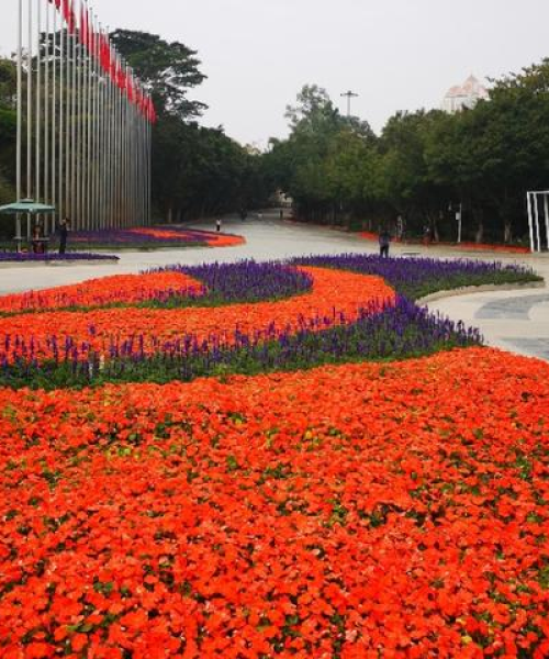 深圳春节游玩指南，探寻城市魅力与活力胜地