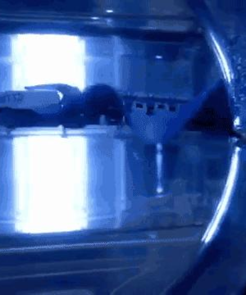 今日头条揭秘墨鱼最新视频，探索海洋神秘生物的魅力