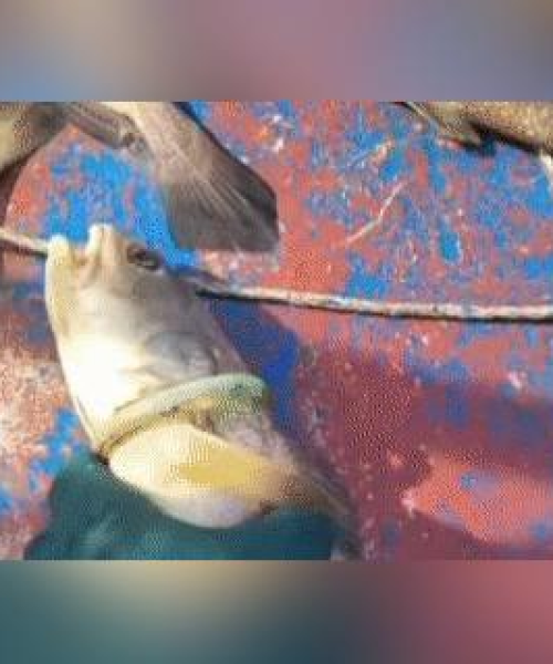 浙江舟山最新出行攻略，玩转海岛风情，尽享海滨风光！