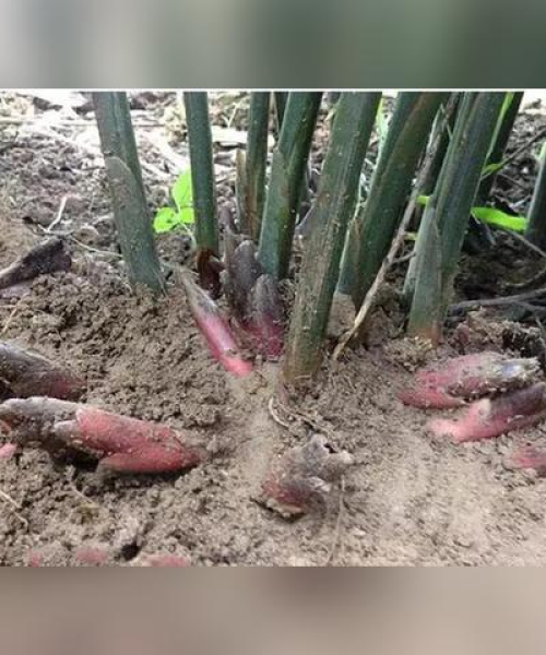 亚洲炖汤公司排名揭秘，传统美食与现代企业的完美融合之旅