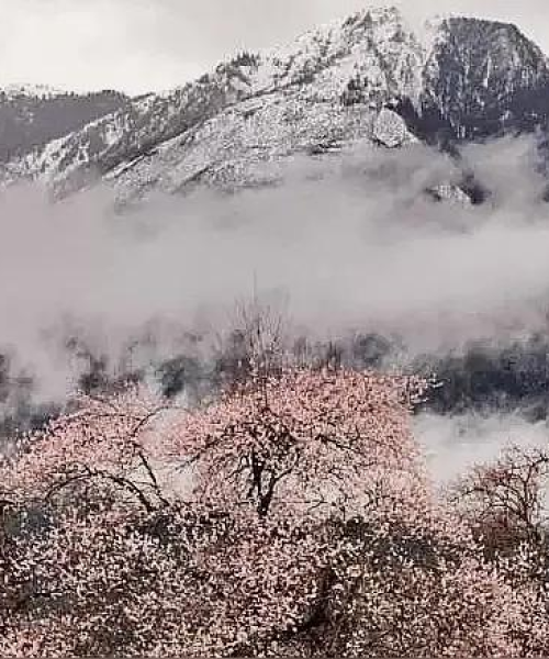 江南林芝旅游攻略，探秘水墨画般的仙境