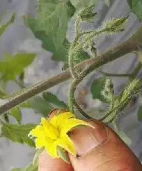 全球烟草巨头影响力揭秘，外国烟草公司排名榜单重磅出炉！