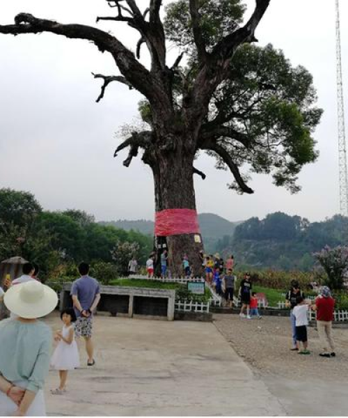 湖南桃乡溪口探寻乡村新面貌与时代变迁，新闻头条聚焦溪口发展