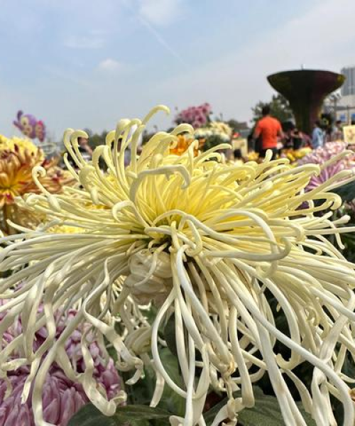 武汉花海旅游攻略，城市韵律中的绚烂花语