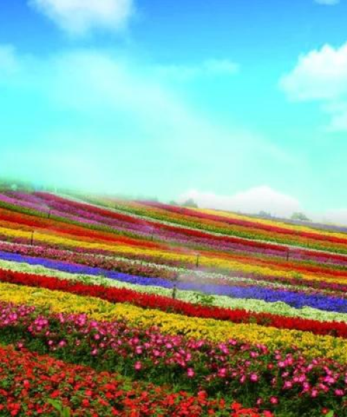 「春日重庆旅游攻略，揭秘山城花海之美」